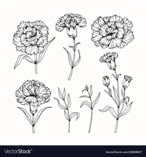 Carnation Flower Drawing Illustration Black And White With Line Art On