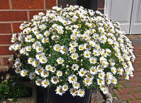 Marguerite Daisy Facts And Health Benefits
