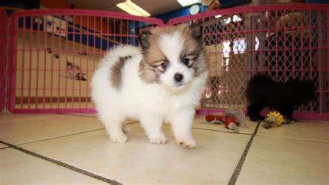 For most families in georgia who are looking for a new puppy, the toughest challenge is finding a we are that breeder! Darling Pomeranian Puppies For Sale, Georgia Local Breeders, Near Atlanta, Ga at - Puppies For ...