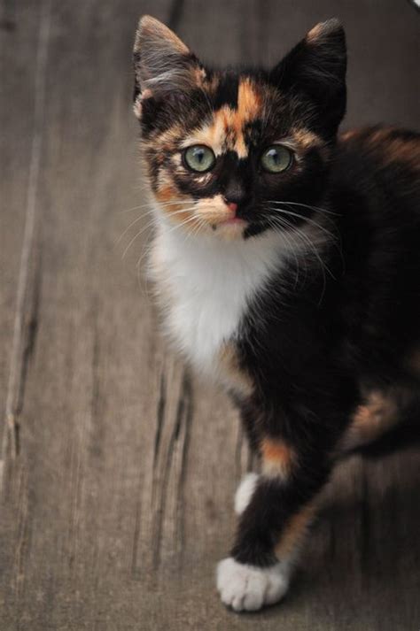 865 Best Calico Cats And Kittens Images On Pinterest