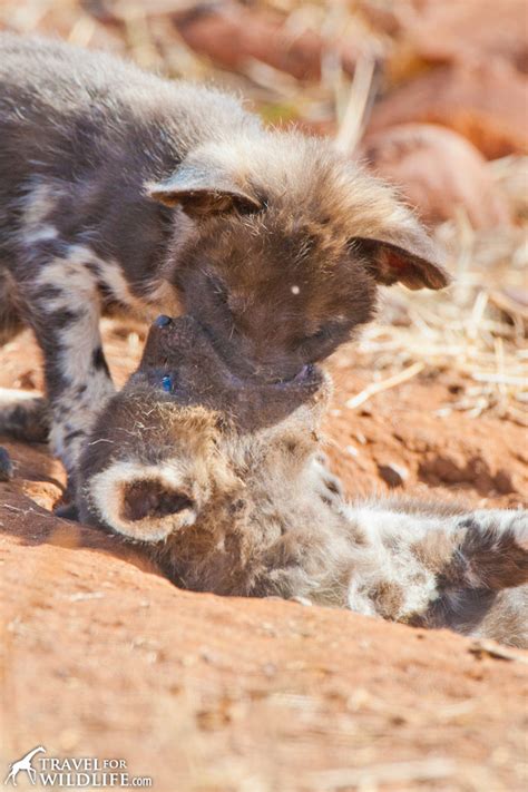 Lift your spirits with funny jokes, trending memes, entertaining gifs, inspiring stories, viral videos, and so much more. Photo: African Wild Dog Puppy - Travel For Wildlife