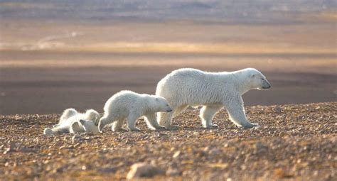 Scientists To Calculate Polar Bears Population