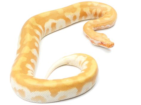 2021 Male T Albino Blood Python New England Reptile Nerd