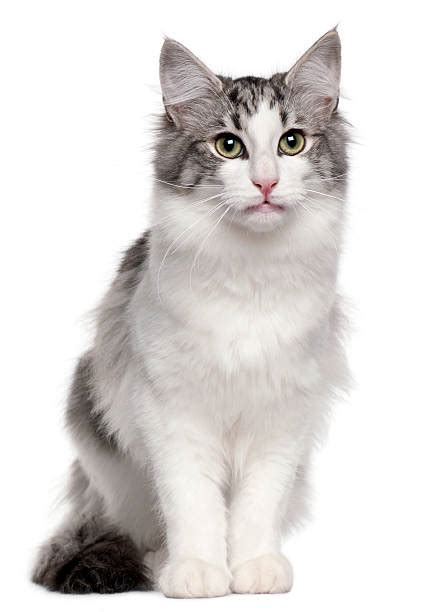 Seated Gray And White Norwegian Forest Cat Stock Photos