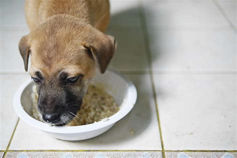For the first servings, we recommend giving your dog very small amounts of rice. What Can I Give My Dog for Diarrhea? - Top Dog Tips