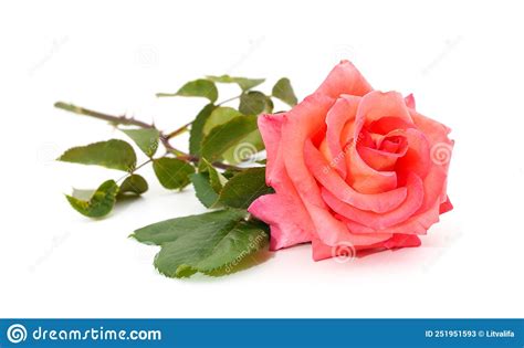 Beautiful Pink Roses Stock Image Image Of Saturated 251951593