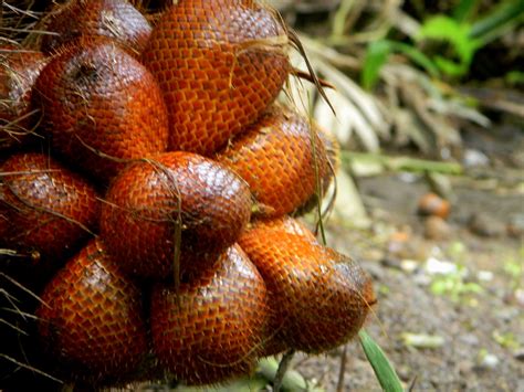 Fruits are straightforward to seek out anywhere, even young individuals will grow their own. 10 Exotic Fruits From Indonesia | Health Benefits of Fruit