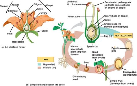 16 Unexpected Ways Diagram Of Flowering Plant Reproduction Can Make