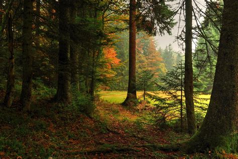Autumn Forest Backgrounds By Burtn On Deviantart