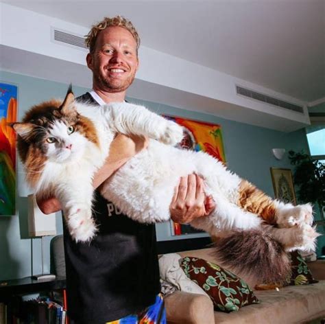 meet samson the largest cat in nyc who weighs 28 lbs and is around 4 feet in length viral cats