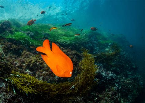 A Beginners Guide To Southern California Sea Life • Scuba Diver Life