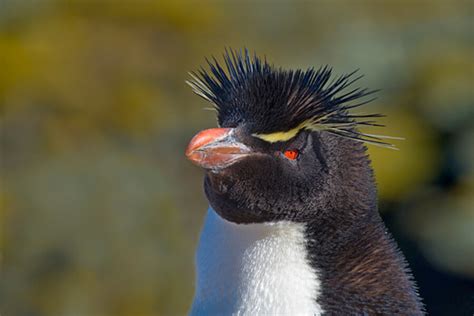 Penguins Facing Extinction Warn Scientists