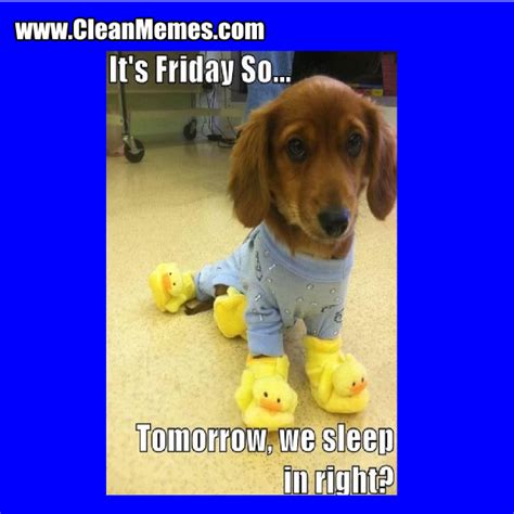Dog Memes Page 35 Clean Memes