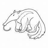 Anteater Coloring Colorful sketch template
