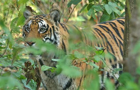 Tom Kogut Photography India Tigers Tiger In Dense Jungle Kanha