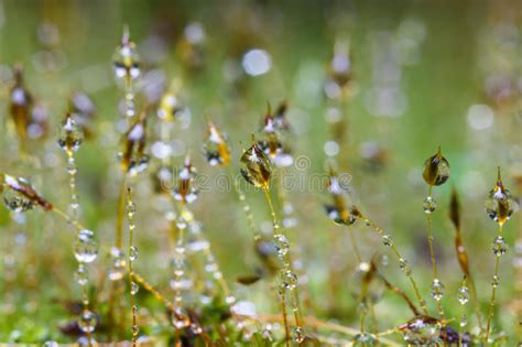 Closeup Moss Forest Drop Water Stock Image Image Of Grass Nature