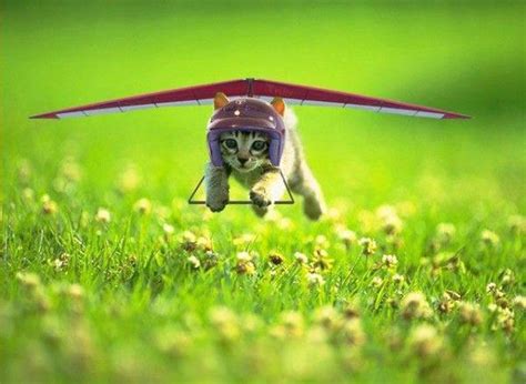 Pilots Cat Aviation Humor