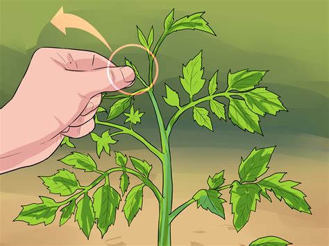 Can You Prune Tomato Plants Iammrfostercom