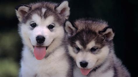 We have 100% no puppymill commitment. 40 Cute Siberian Husky Puppies Pictures - Tail and Fur