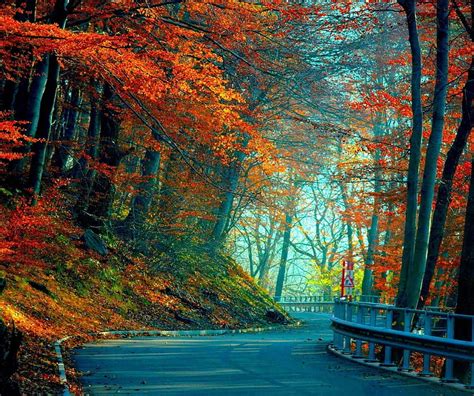 Autumn Forest Leaves Road Hd Wallpaper Peakpx