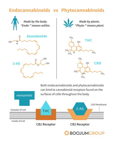 The Cannabinoids Within Understanding The Mechanisms And Scope Of The