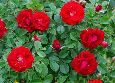 Cherry Sunblaze Miniature Rose Bush Fragranthardy 4 Pot