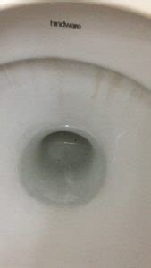 Fortunately, you can drain a toilet in only a few minutes. Is Small Red Worm Found in Toilet Parasitic? - All About Worms
