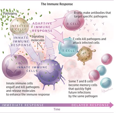 The Immune System Jama 2015313161686 Doi101001jama20152940