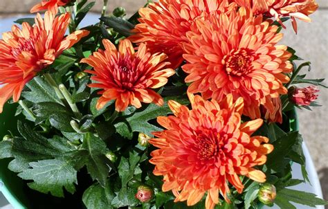 Includes information on the american poet carl sandburg, his birthplace in galesburg, illinois, the carl sandburg historic site association, its programs, events, facilities, and mission. Wallpaper orange, chrysanthemum, autumn images for desktop, section цветы - download
