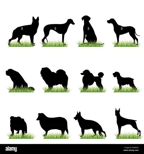 12 Dogs Silhouettes Set Stock Vector Image And Art Alamy