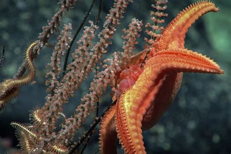A Sea Star Feeding On A Deep Sea Primnoid Coral Sea Star Marine Life