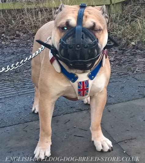 Buy, sell and adopt english bulldog dogs and puppies near you. Bulldog Muzzle with Supreme Ventilation, Genuine Leather