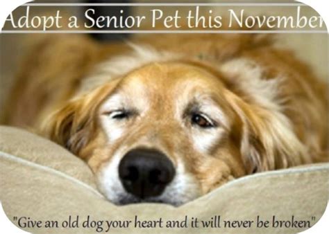 Adopting a pet from an animal shelter is a great way to keep strays off the street. Adopt a Senior Dog! • Old Dog Haven