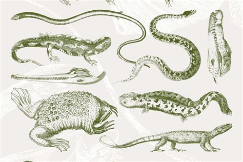 Reptile Amphibian Illustrations Tom Chalky