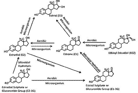 Fig 2 Interconversion Pathways Of Natural And Synthetic Estrogens Is