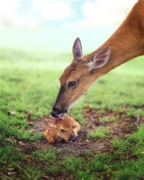 The Cutest Baby Deer 🦌 Photo By Larrythephotographer Cute Creatures