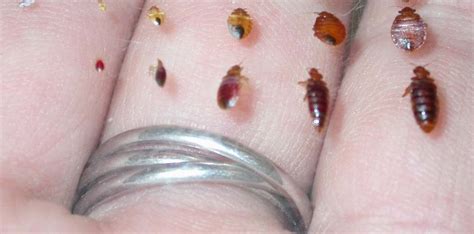 Identify Bed Bugs Pictures And Descriptions