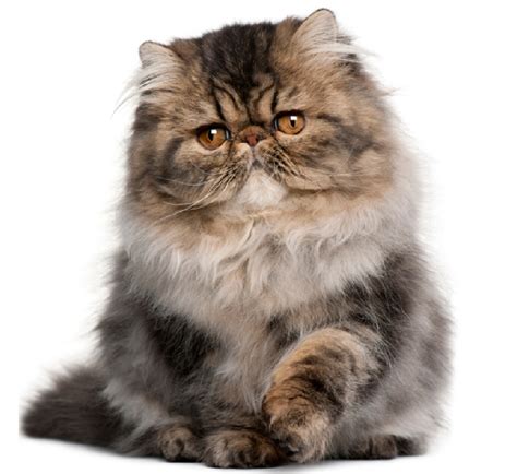 Find persian kitten in cats & kittens for rehoming | find cats and kittens locally for sale or adoption in ontario : The Persian Cat - Cat Breeds Encyclopedia