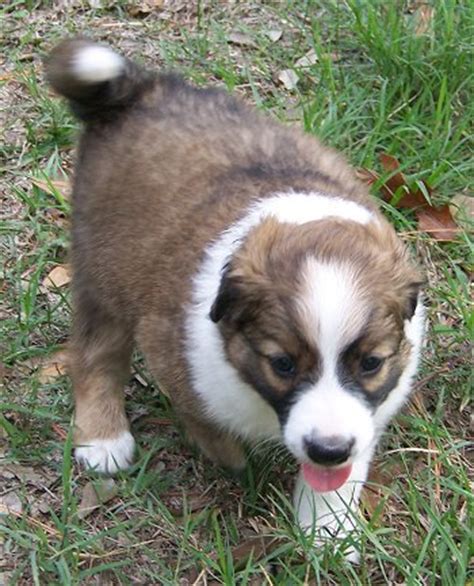 Cute shepherd puppy with flowers on the summer garden background. English Shepherd Puppies For Sale in Seguin TX