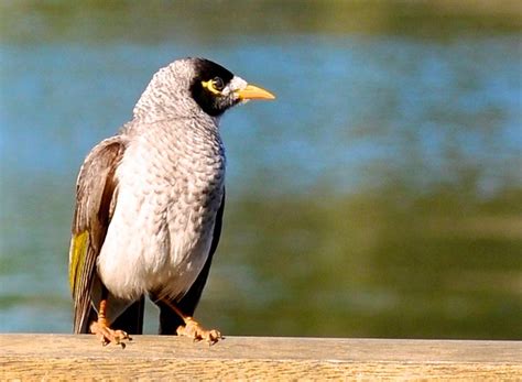Yellow Beak Bird Flickr Photo Sharing