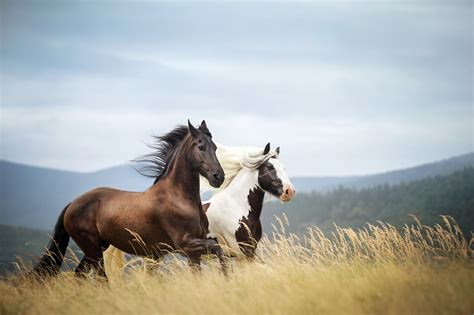 Horse Hd Wallpaper Background Image 2000x1333 Id670442