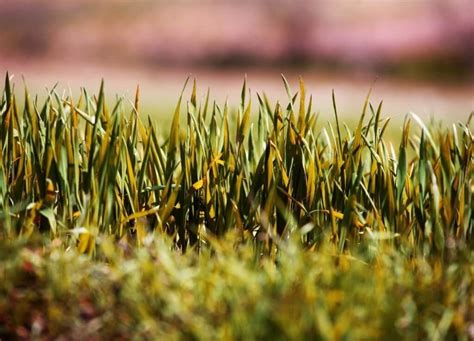 Is Your Grass Turning Yellow Heres Why And How To Solve It
