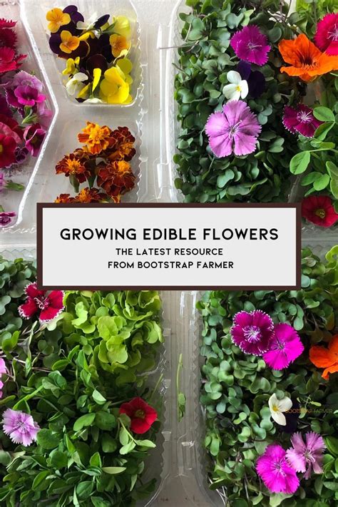 Growing Edible Flowers Artofit
