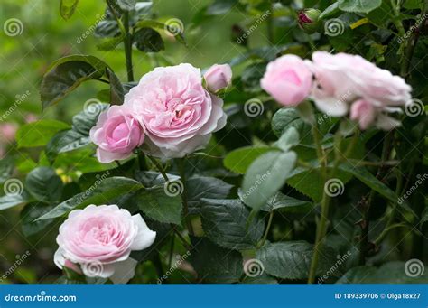 Blooming Rose In The Garden On A Sunny Day Rose Olivia Stock Photo