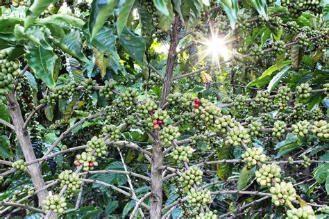 Cara Meningkatkan Produktivitas Tanaman Kopi Agar Berbuah Semakin Lebat Toko Tanaman