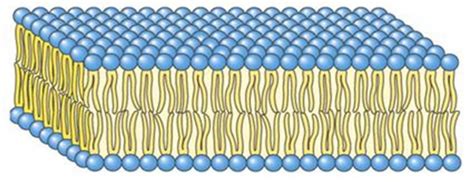 Biomembranas Composición Lipídica Y Propiedades Biología