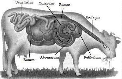 We did not find results for: Biologi Kelas 11 | Organ Pencernaan Hewan Ruminansia ...