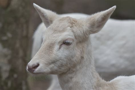 Wallpaper Fauna Horn Wildlife Goats Fur Snout Terrestrial