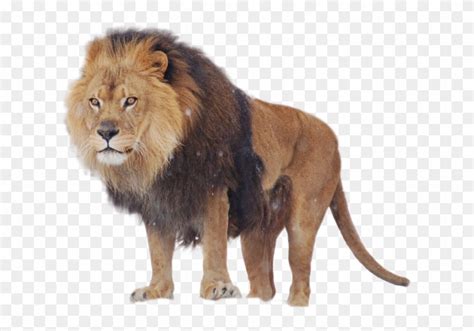 Lion Png Image Babbar Sher Clipart 2716348 Pikpng