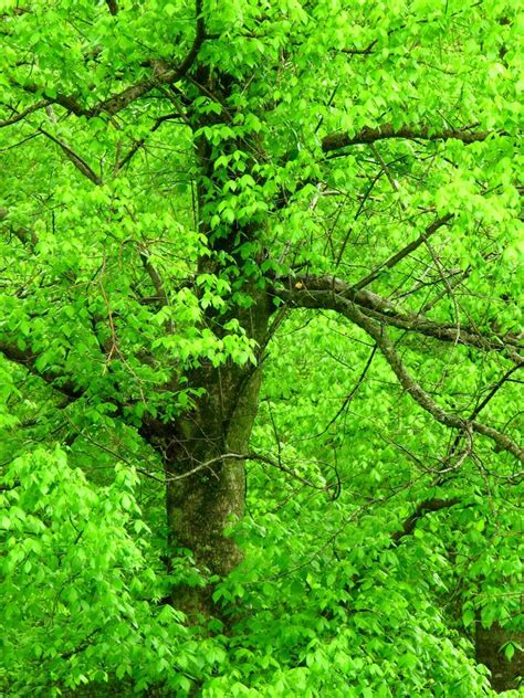 Bright Green Tree Royalty Free Stock Photography Image 2273687